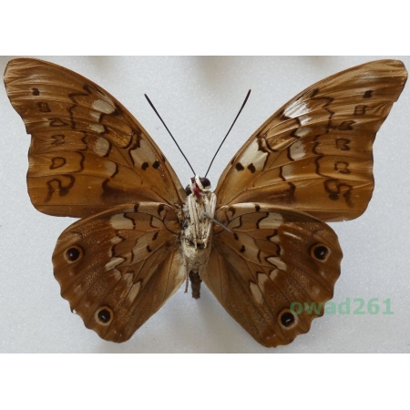 Prepona pylene eugenes Bates, 1865 Bolivia 87mm33k